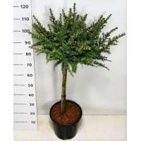 Larix kaempferi'Grey Pearl' 