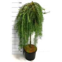 Larix kaempferi'Stiff Weeper' 