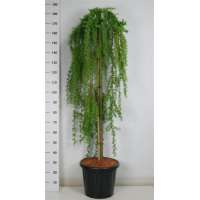 Larix kaempferi'Stiff Weeper' 