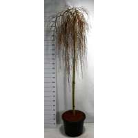 Larix kaempferi'Stiff Weeper' 