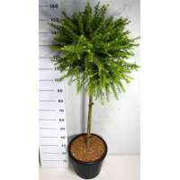 Larix laricina'Arethusa Bog' 