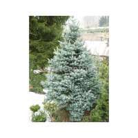 Abies lasiocarpa'Compacta' 