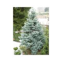 Abies lasiocarpa'Compacta' 