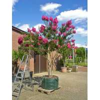 Lagerstroemia indica 