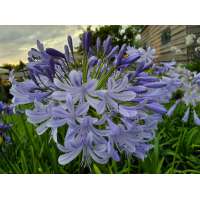 Agapanthus'Lavender Haze' 