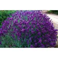 Lavandula angustifolia'Hidcote' 