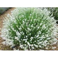 Lavandula angustifolia'Artic Snow'