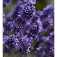 Lavandula angustifolia'Melissa Lilac'