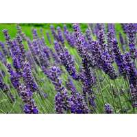 Lavandula angustifolia'Munstead' 