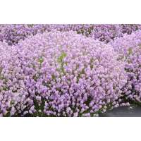 Lavandula angustifolia'Rosea' 