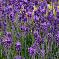 Lavandula angustifolia'Essence Purple'