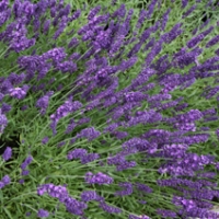 Lavandula intermedia'Grappenhall'