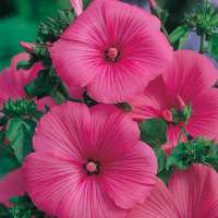 Lavatera'Ruby Star'