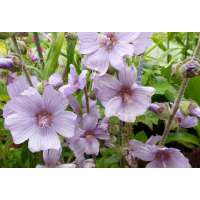 Lavatera'Lilac Lady'