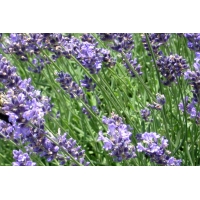 Lavandula intermedia'Dutch'