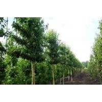 Crataegus laevigata'Paul's Scarlet leivorm 