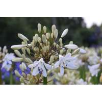 Agapanthus'Leicester' 