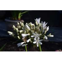 Agapanthus'Leicester' 