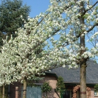 Pyrus calleryana'Chanticleer' leivorm 