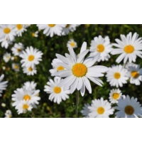 Leucanthemum vulgare'Maikönigin'