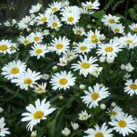 Leucanthemum'Silberprinzessche'