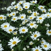 Leucanthemum'Silberprinzesschen'