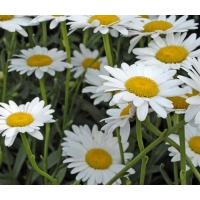 Leucanthemum'Polaris'