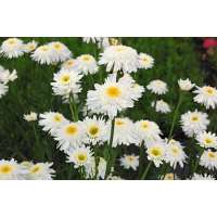 Leucanthemum superbum'Wirral Supreme'