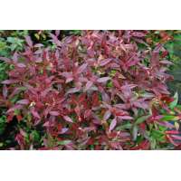 Leucothoe'Scarletta' 