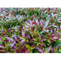 Leucothoe'Zeblid' 