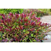 Leucothoe lipsbowli'Red Lips' 