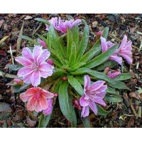 Lewisia cotyledon'Little Plum'