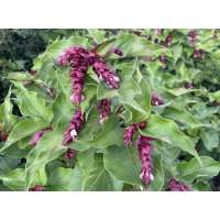 Leycesteria formosa'Purple Rain' 