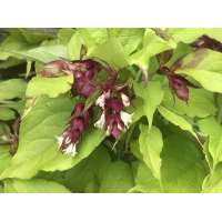 Leycesteria formosa'Golden Lanterns' 