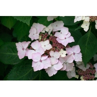 Hydrangea macrophylla'Pax' 