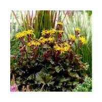 Ligularia'Little Golden Ray'