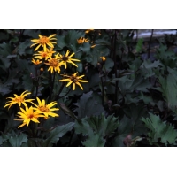 Ligularia'Osiris Cafe Noir'