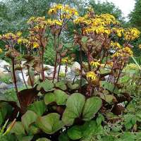 Ligularia dentata'Desdemona' 