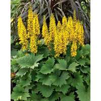 Ligularia stencephala'Little Rocket'