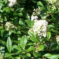 Ligustrum vulgare'Atrovirens' ( Liguster ) 