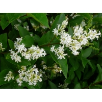Ligustrum ovalifolium 