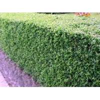 Ligustrum vulgare'Atrovirens' ( Liguster ) 