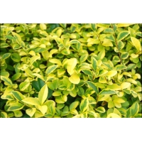 Ligustrum ovalifolium'Aureum' 