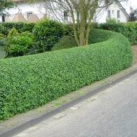 Ligustrum vulgare ( Liguster ) 