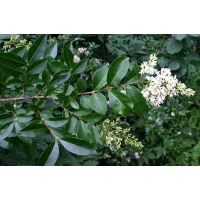 Ligustrum vulgare 