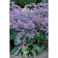 Limonium latifolium