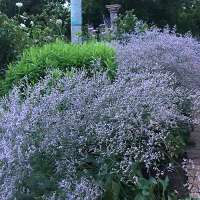 Limonium latifolium'The Butler'