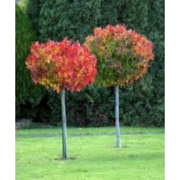Liquidambar styraciflua'Gum Ball' 