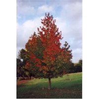 Liquidambar styraciflua'Lane Roberts' 