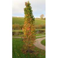 Liquidambar styraciflua'Paarl' 